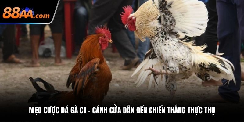 Mẹo cược đá gà C1 – Cánh cửa dẫn đến chiến thắng thực thụ