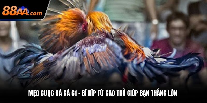 mẹo cược đá gà C1